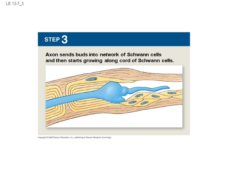 LE 12-7_3 Axon sends buds into network of Schwann cells and then starts growing